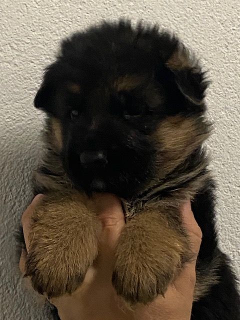 Du Mont D'Alsace - Chiot disponible  - Berger Allemand