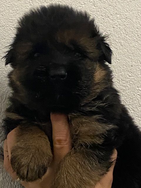 Du Mont D'Alsace - Chiot disponible  - Berger Allemand