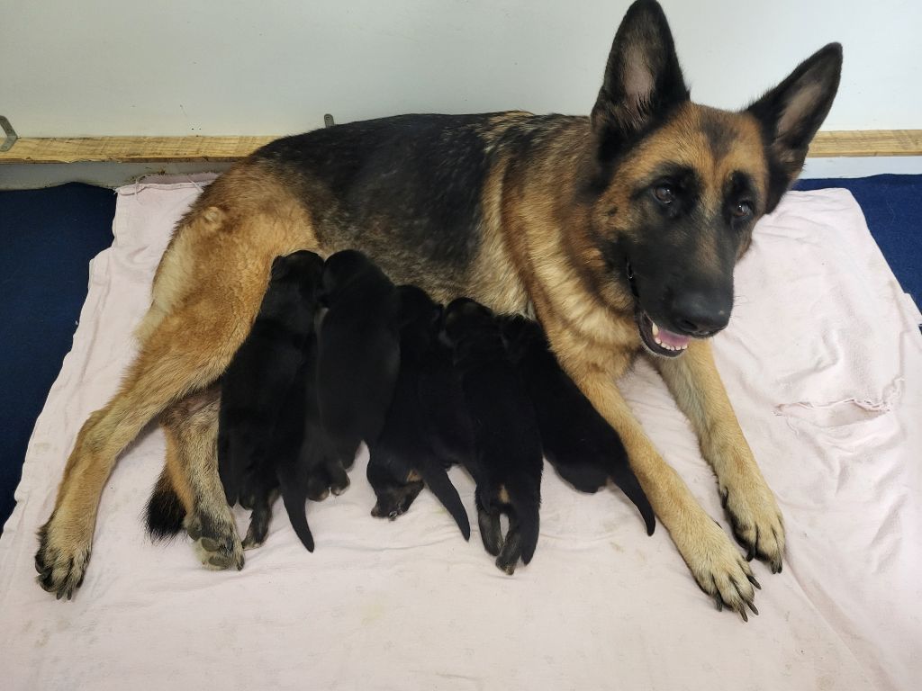 chiot Berger Allemand Du Mont D'Alsace