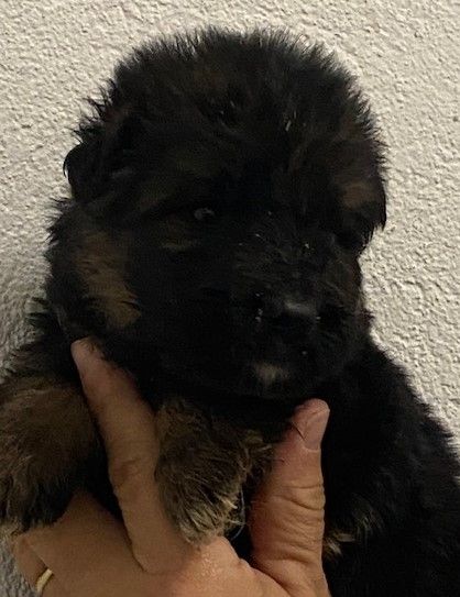 Du Mont D'Alsace - Chiot disponible  - Berger Allemand