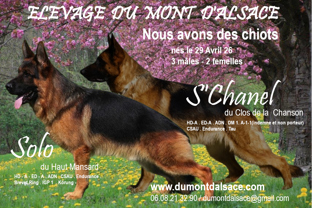 Nous avons des chiots