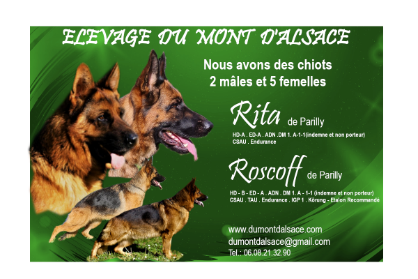 Nous avons des chiots