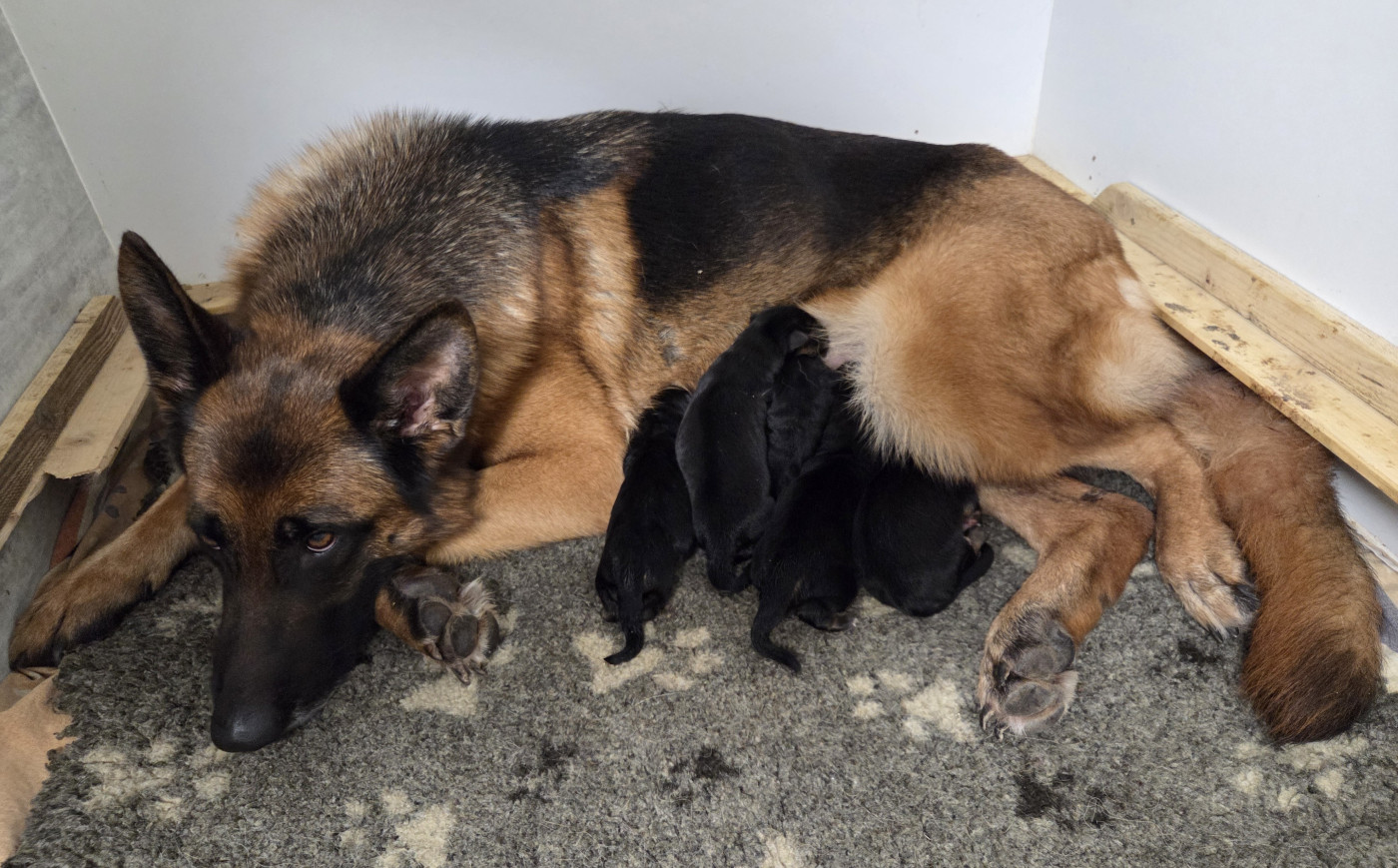 Du Mont D'Alsace - Chiots disponibles - Berger Allemand