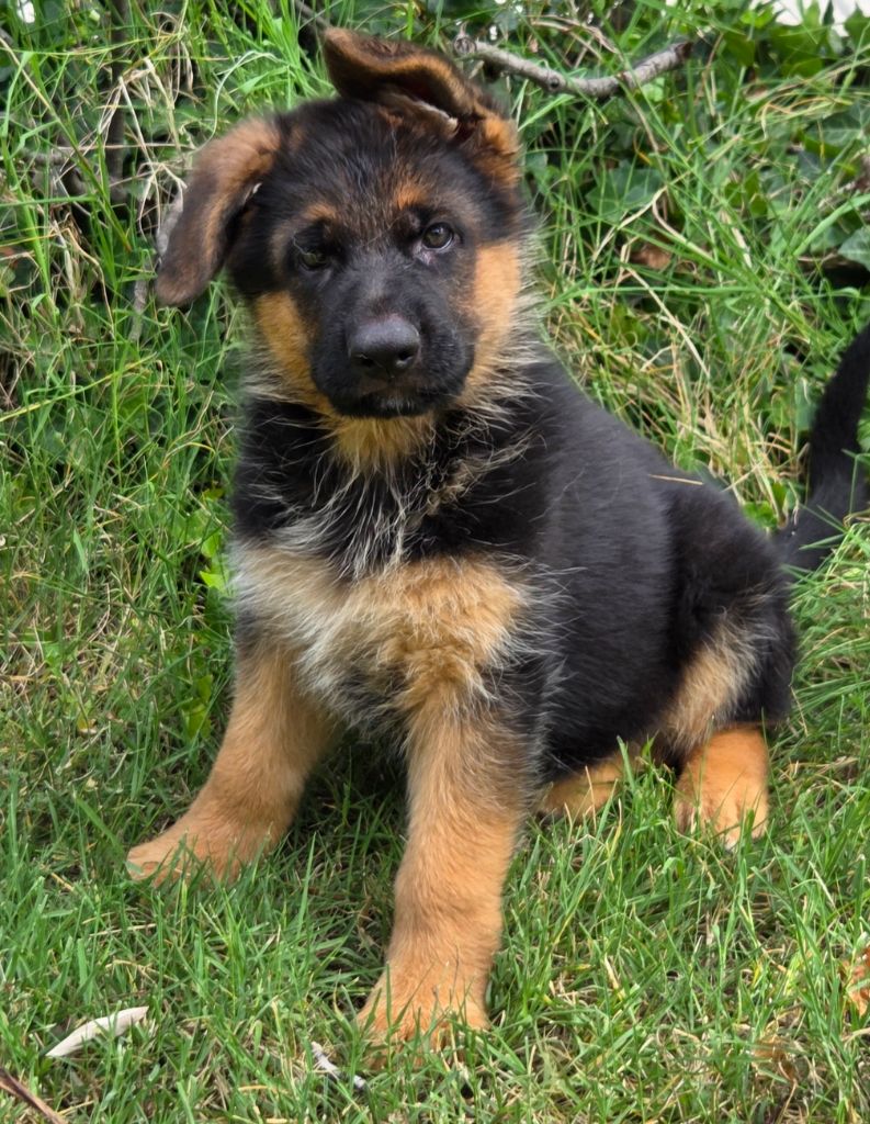 Du Mont D'Alsace - Chiots disponibles - Berger Allemand