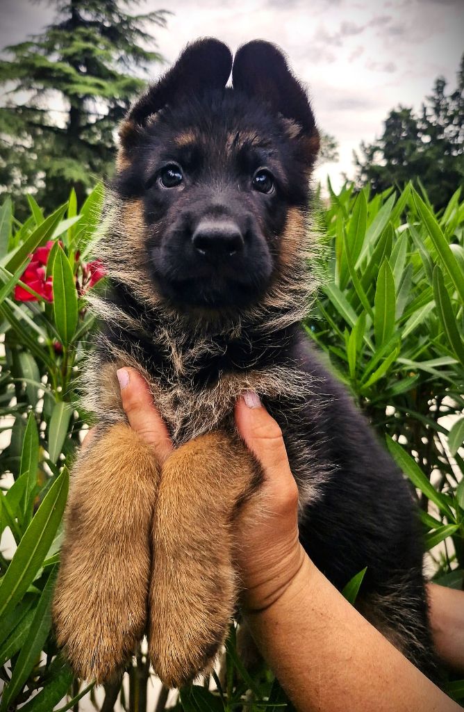 Du Mont D'Alsace - Chiots disponibles - Berger Allemand