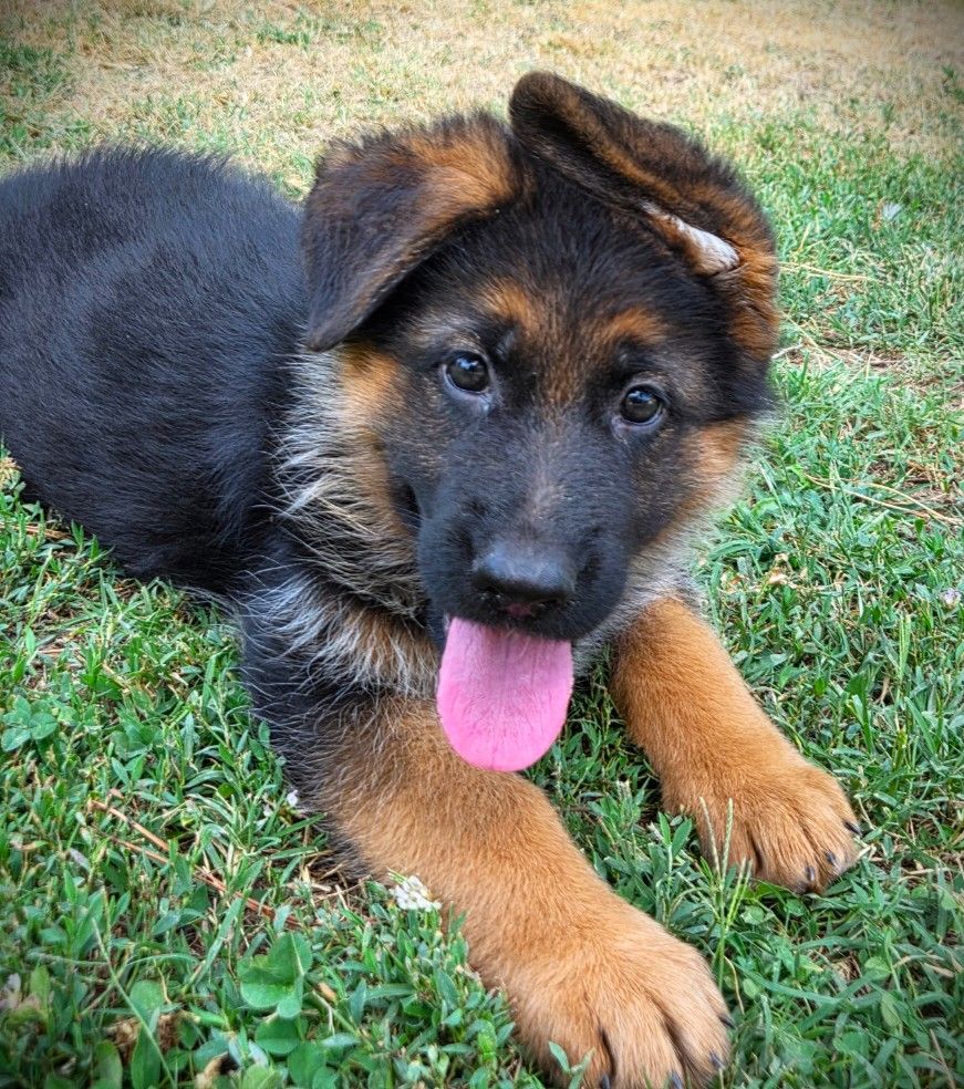 Du Mont D'Alsace - Chiots disponibles - Berger Allemand