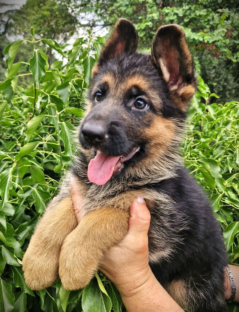 Du Mont D'Alsace - Chiots disponibles - Berger Allemand