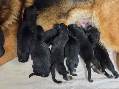 CHIOT 4