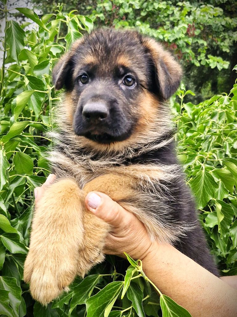 Du Mont D'Alsace - Chiots disponibles - Berger Allemand